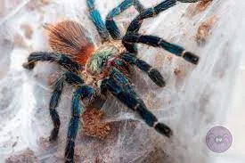 21011 brazil blue tarantula conservation