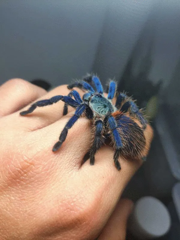 21011 brazil blue tarantula enclosure