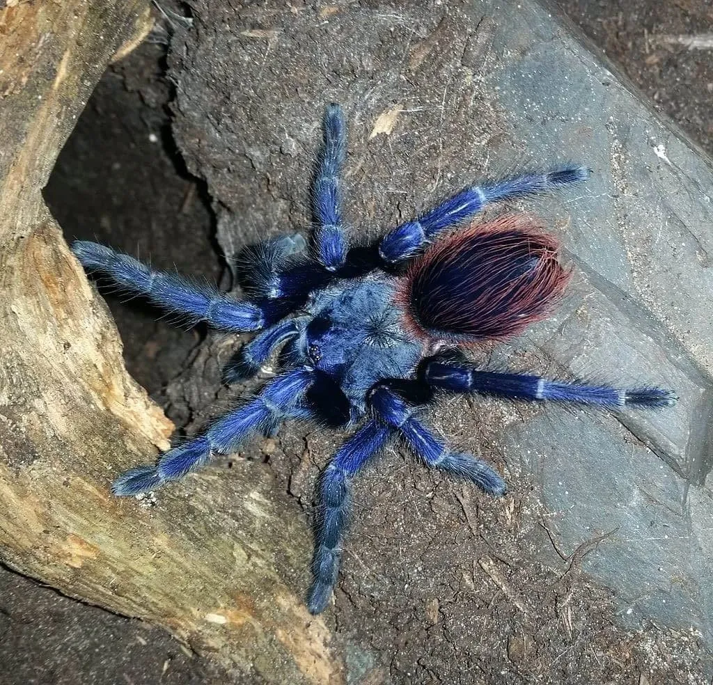 21011 brazil blue tarantula feeding