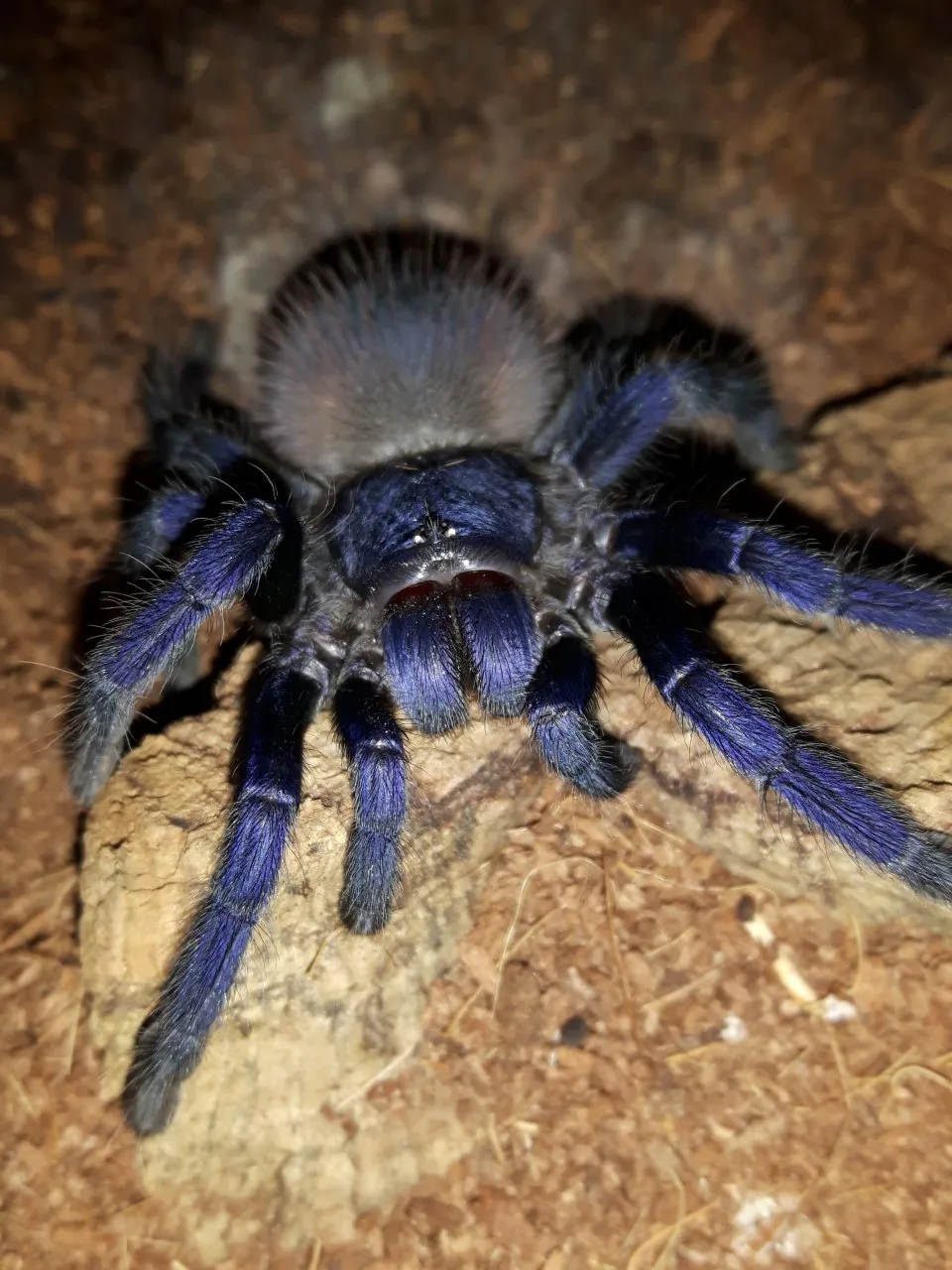 21011 brazil blue tarantula habitat