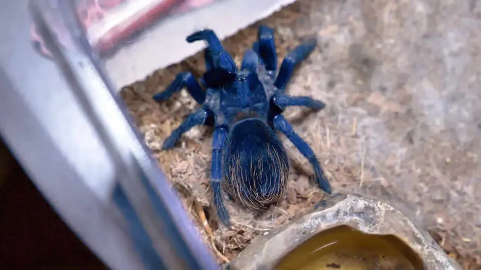21011 brazil blue tarantula handling