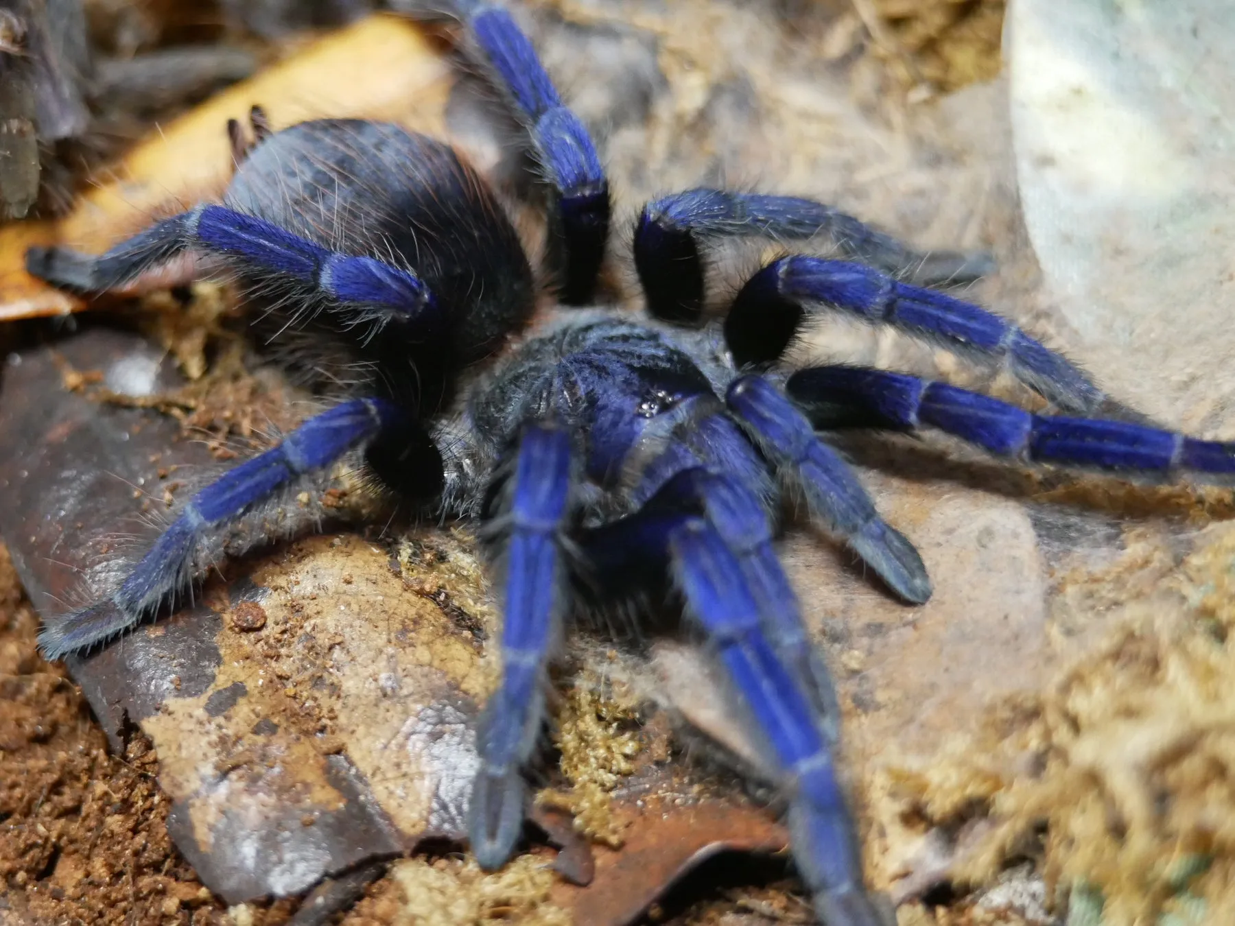 /img/21011-brazil-blue-tarantula-mating.webp