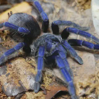 /img/21011-brazil-blue-tarantula-mating.webp