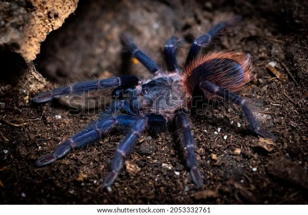 21011 brazil blue tarantula spiderling