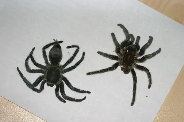 21013 feeding tarantula molt