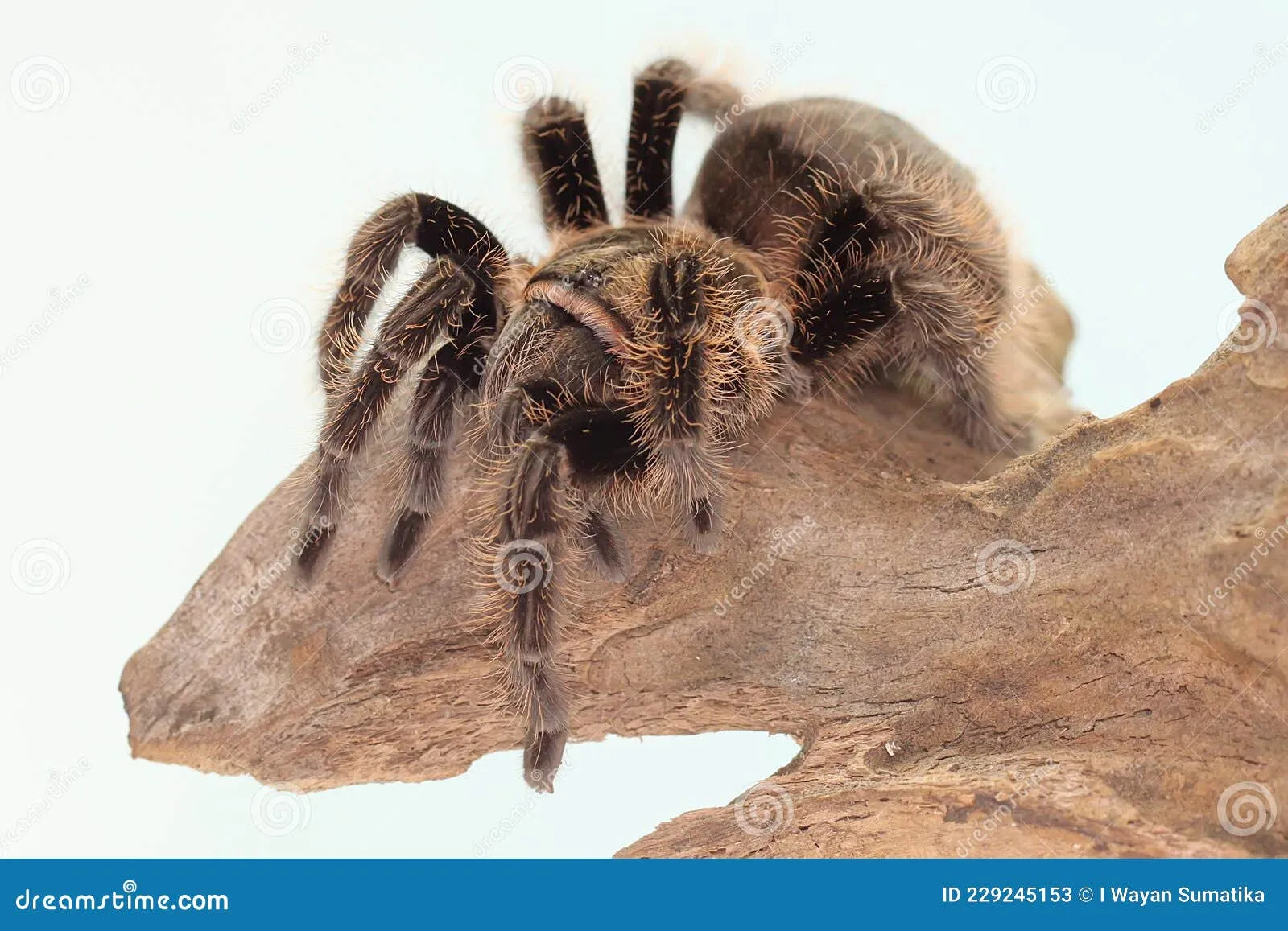 /img/21013-tarantula-expert-advice.webp