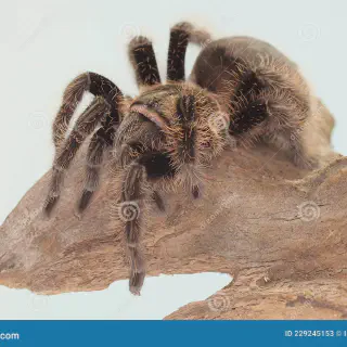 /img/21013-tarantula-expert-advice.webp