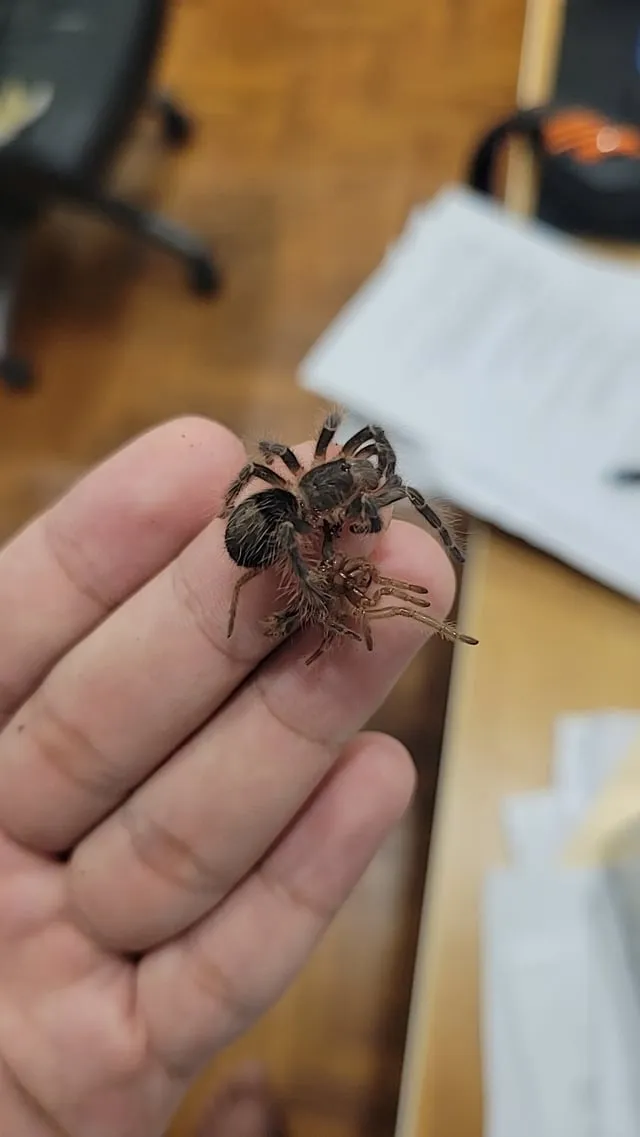21013 tarantula molt undisturbed