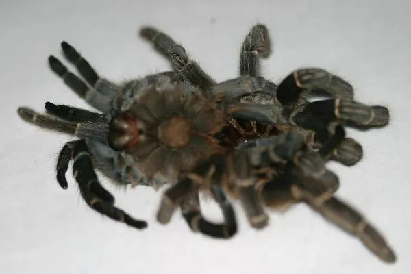 21013 tarantula post molt care