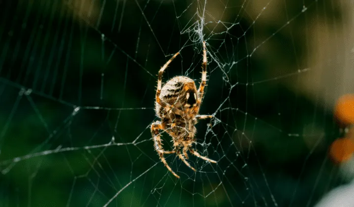 21014 natural light tarantula photo