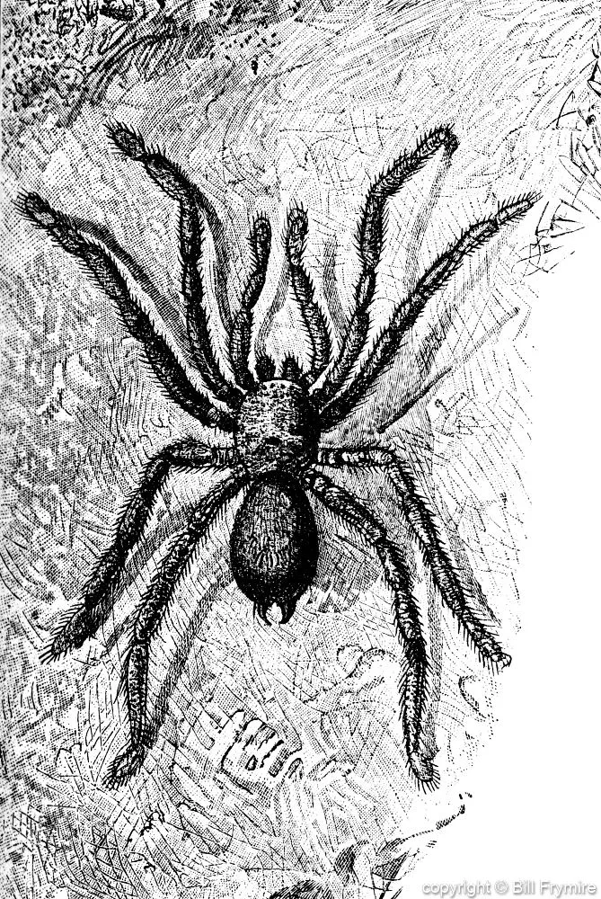 21014 tarantula in habitat