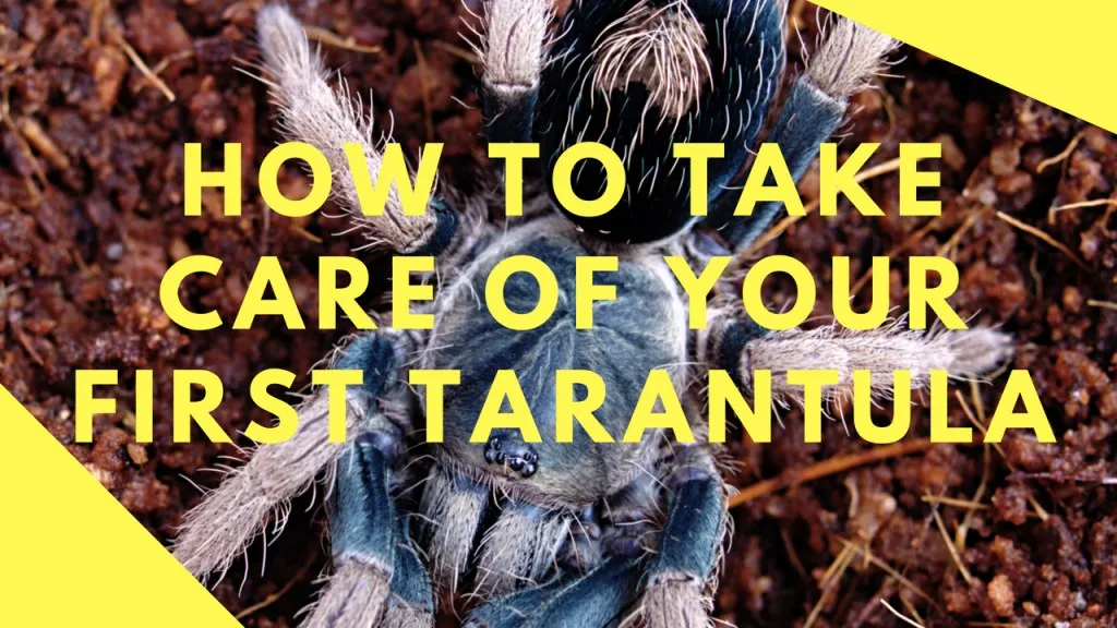 /img/21016-tarantula-enclosure-setup.webp