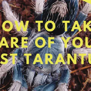 /img/21016-tarantula-enclosure-setup.webp