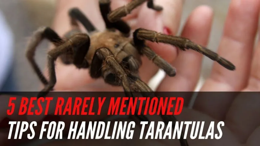 21016 tarantula handling