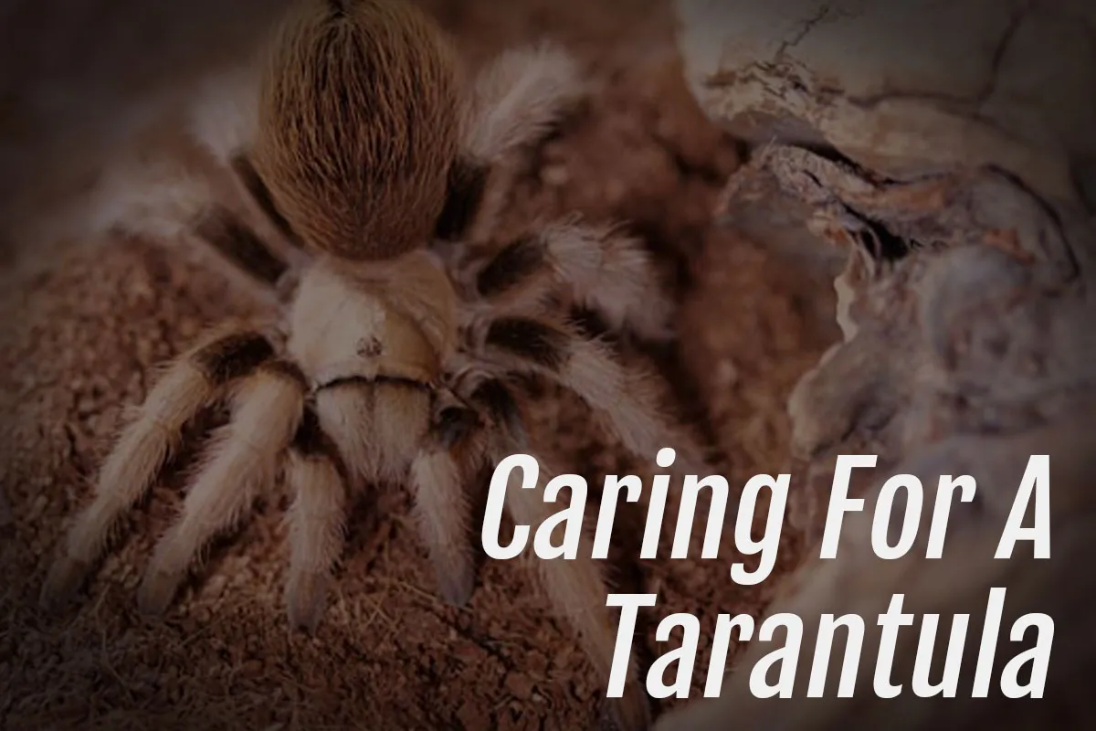 21016 tarantula molting