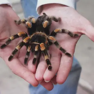 /img/21018-red-knee-tarantula-breeding.webp