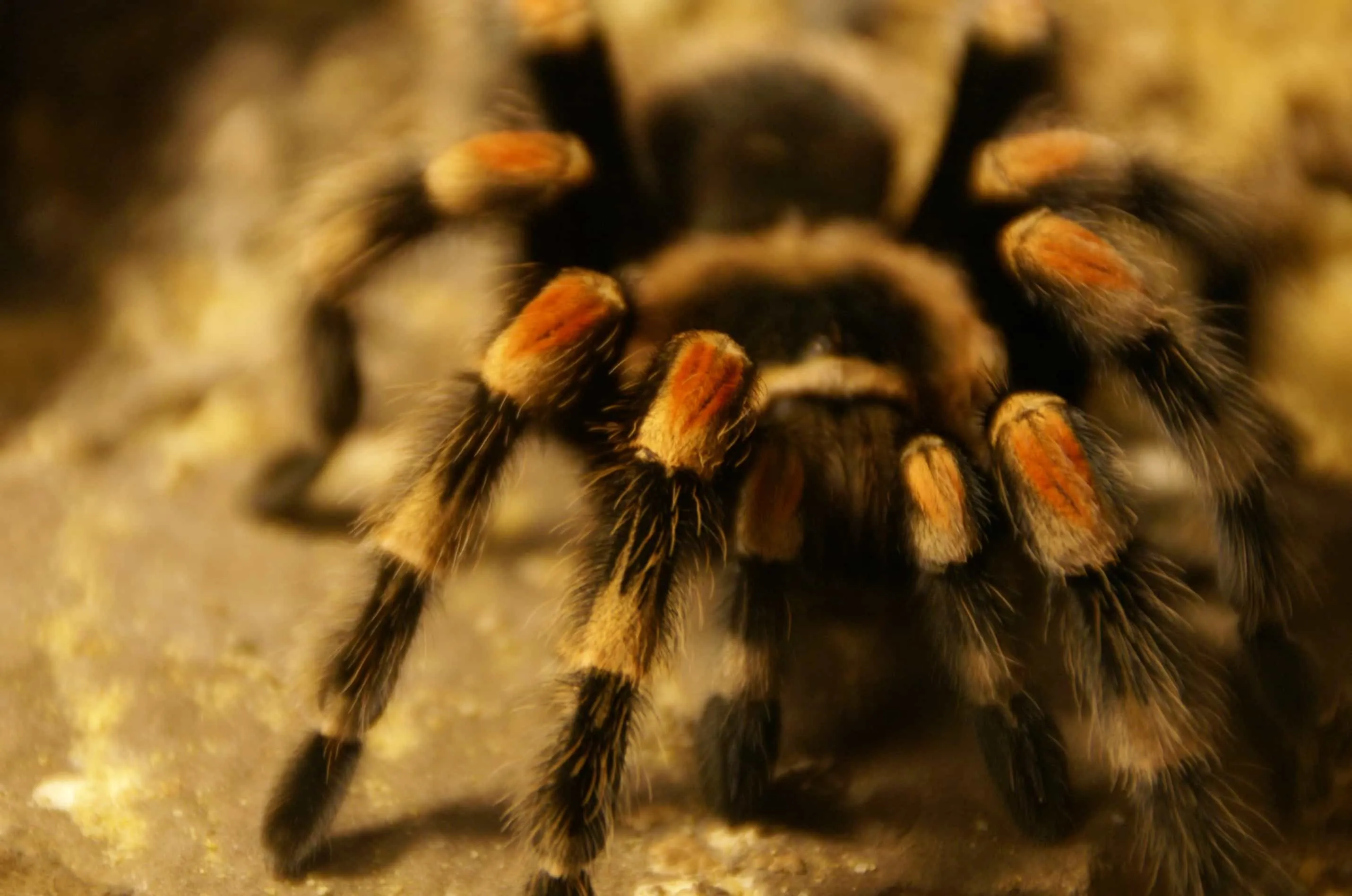21018 red knee tarantula handling
