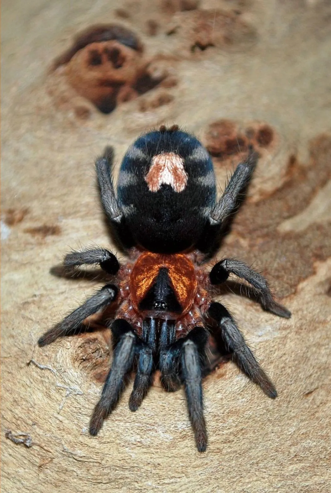 21019 trinidad dwarf tarantula choosing