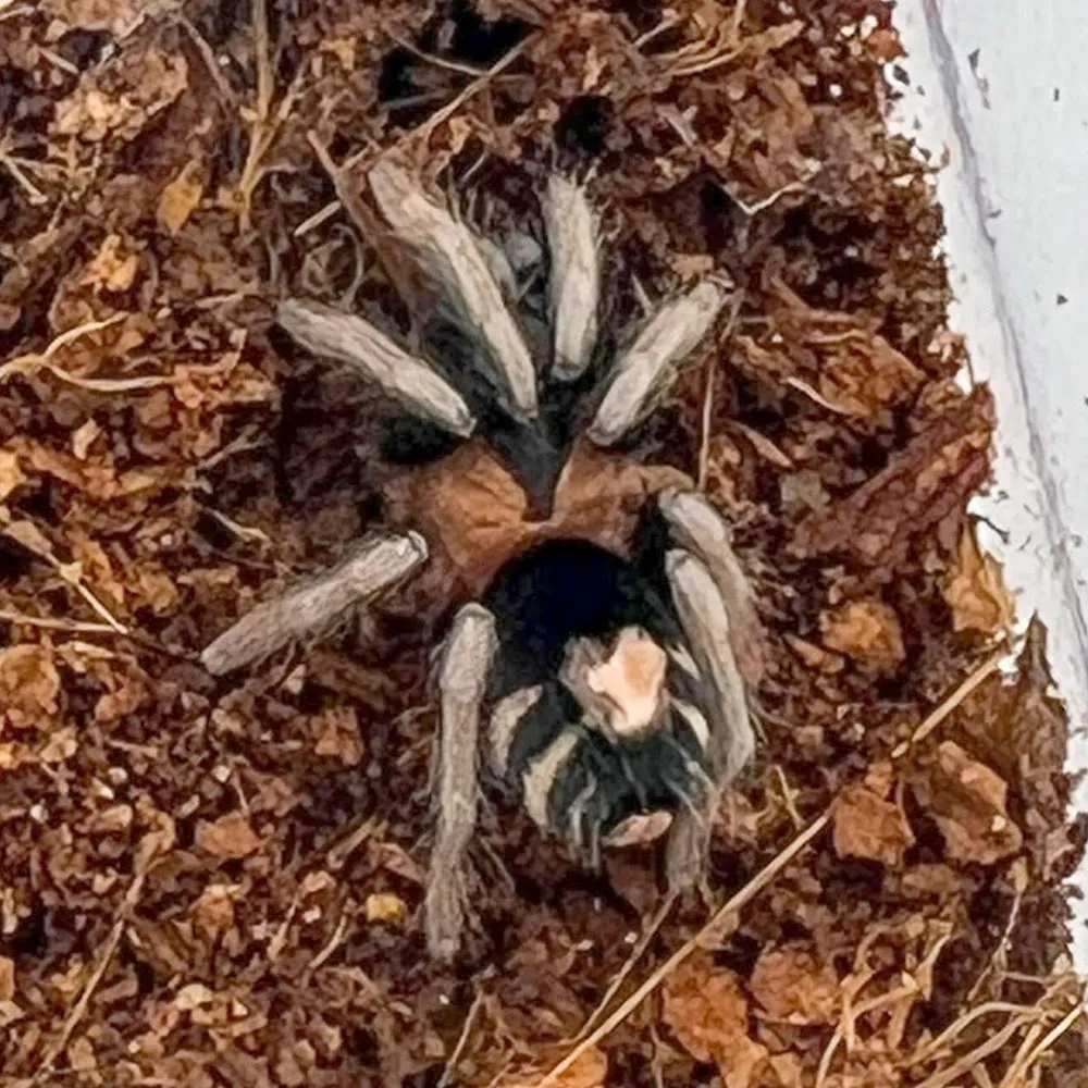 21019 trinidad dwarf tarantula enclosure