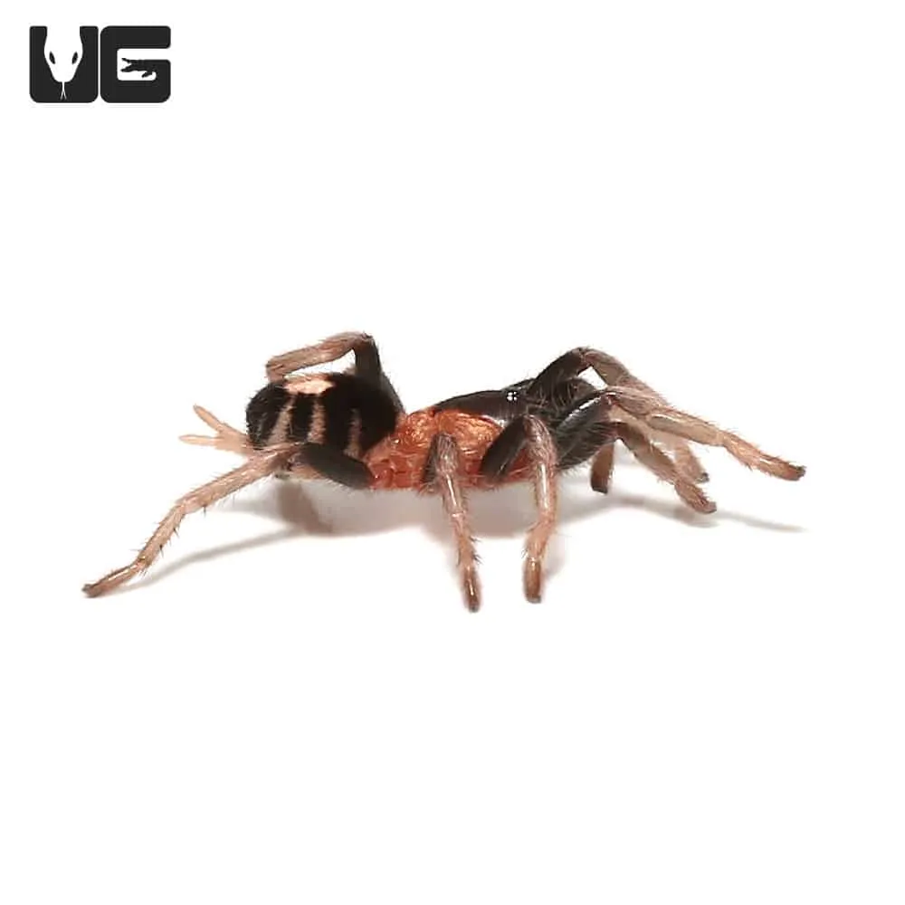 21019 trinidad dwarf tarantula feeding