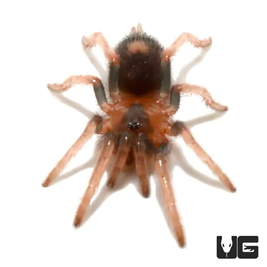 21019 trinidad dwarf tarantula handling