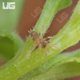 /img/21019-trinidad-dwarf-tarantula-molting.webp