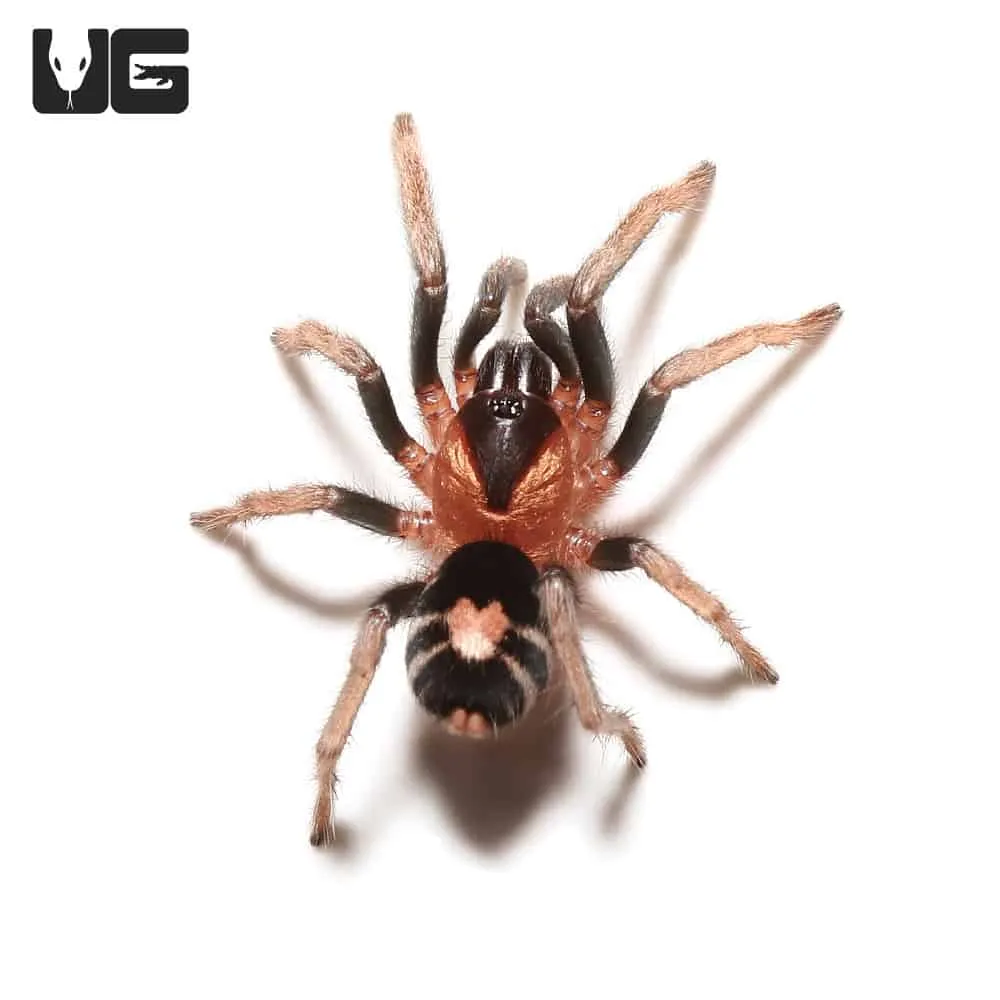 21019 trinidad dwarf tarantula substrate