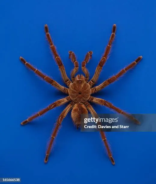 21022 blue birdeater conservation