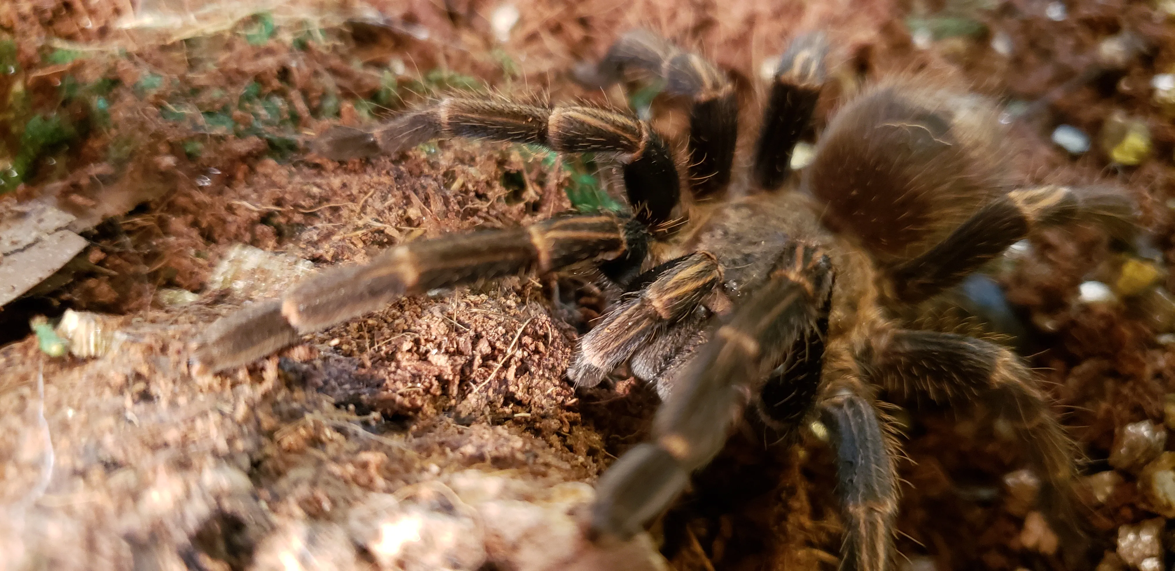 21022 blue birdeater habitat