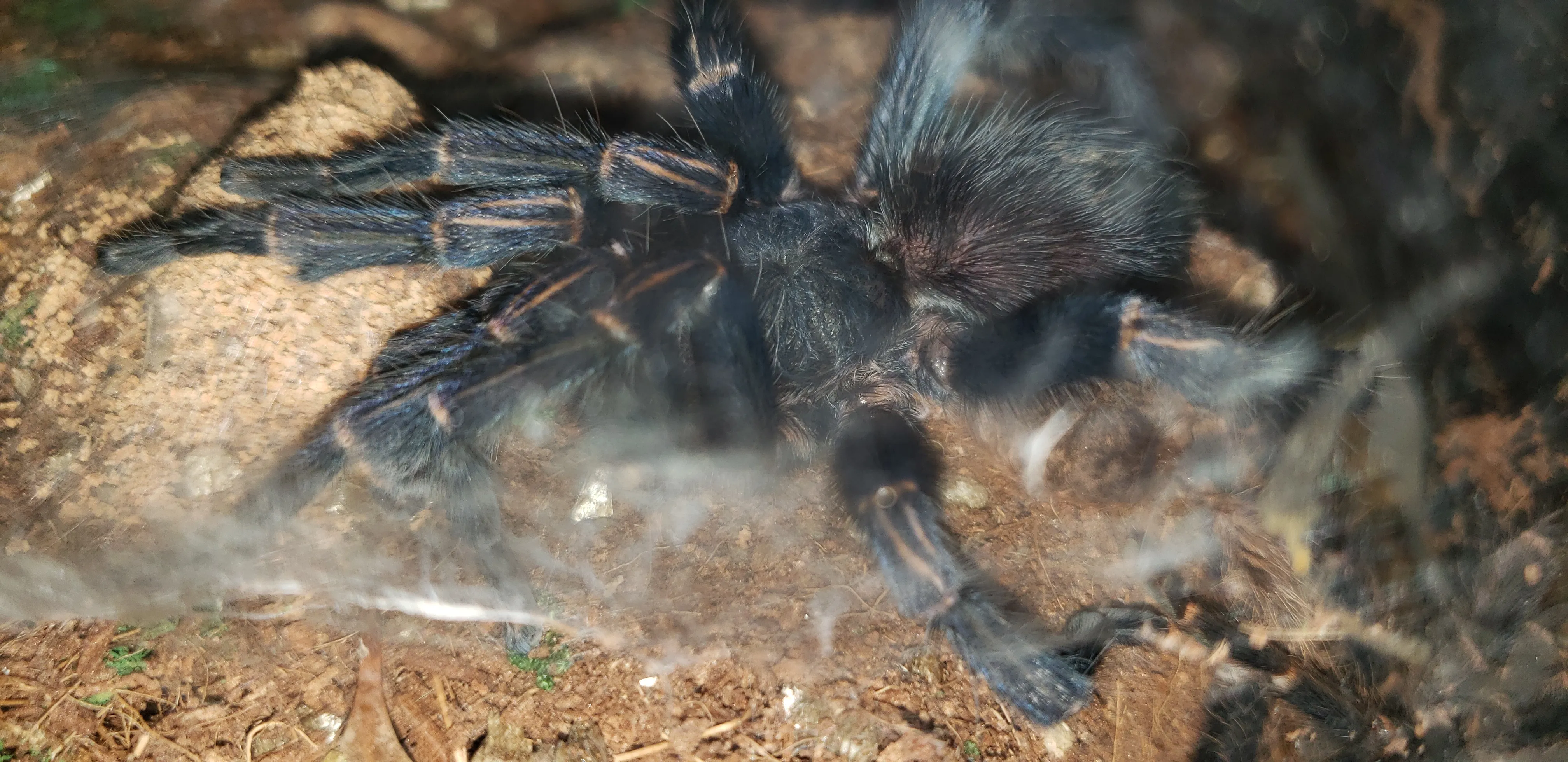 21022 blue birdeater tarantula 1