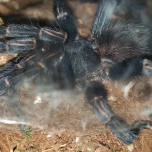 21022 blue birdeater tarantula 2
