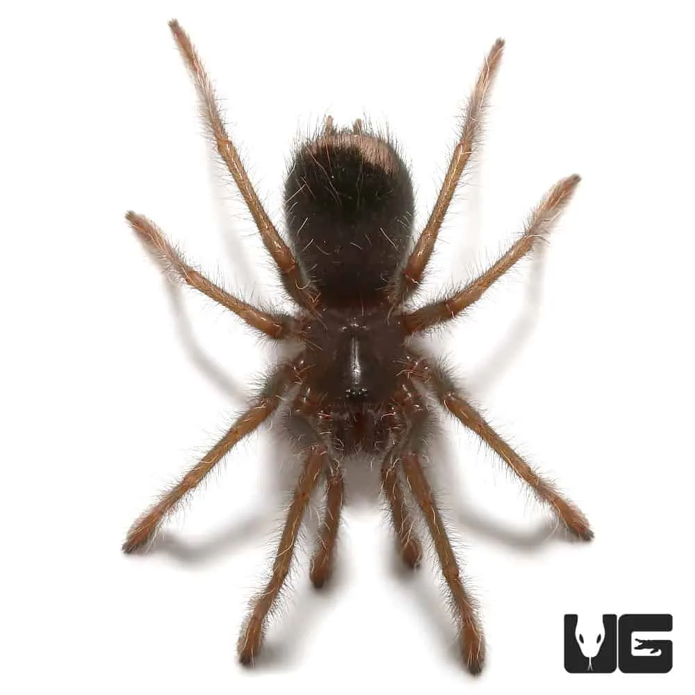 /img/21022-blue-birdeater-tarantula-3.webp