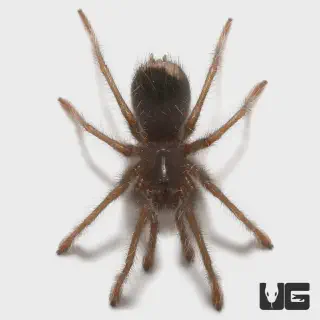 /img/21022-blue-birdeater-tarantula-3.webp
