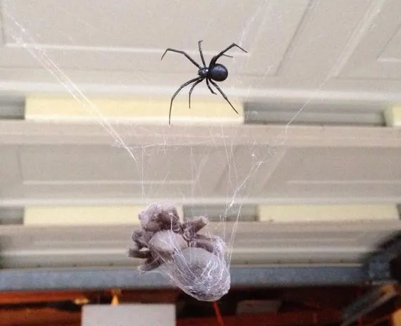 21023 black widow spider habitat