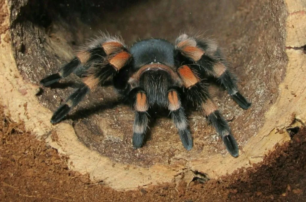 21023 tarantula hawk lifecycle