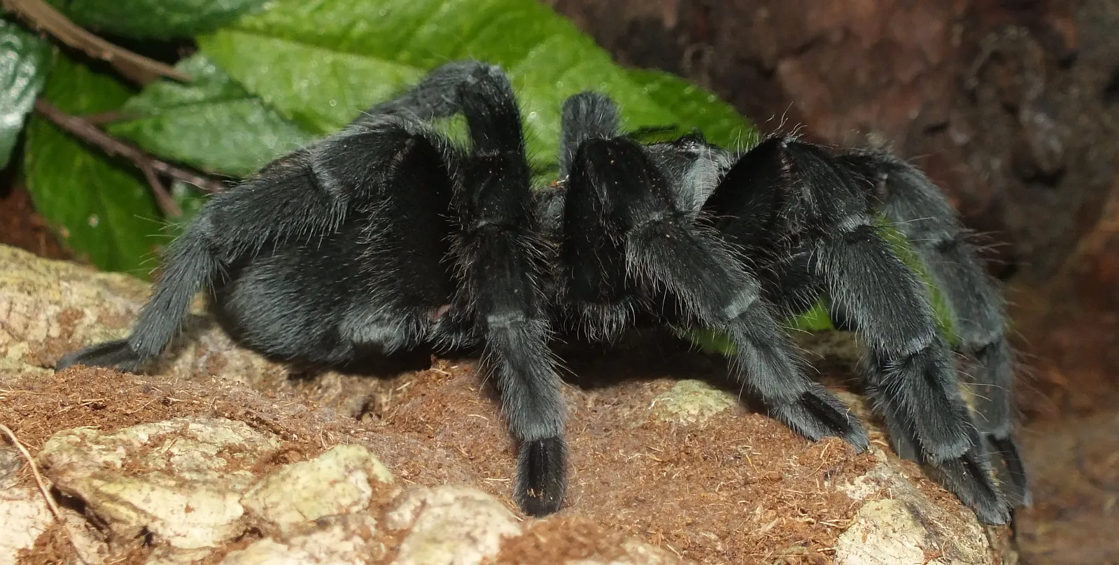 21025 brazilian black tarantula uk