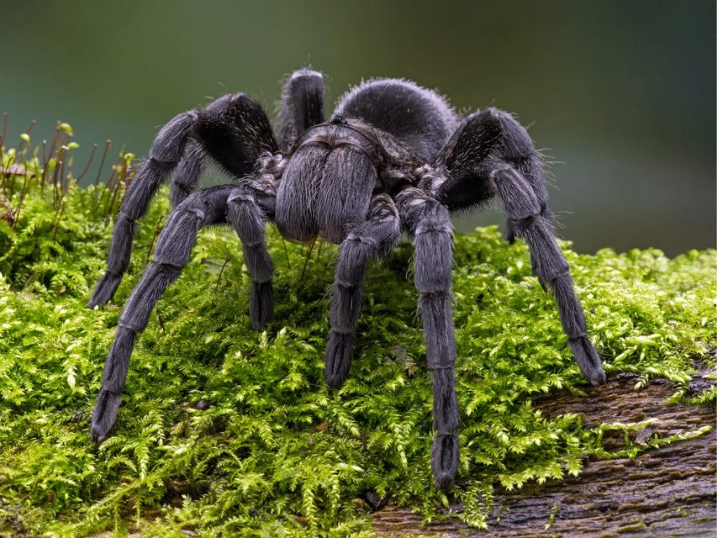 /img/21025-tarantula-breeding-uk.webp