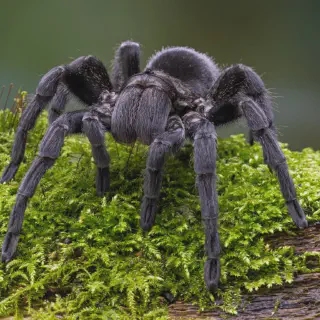 /img/21025-tarantula-breeding-uk.webp