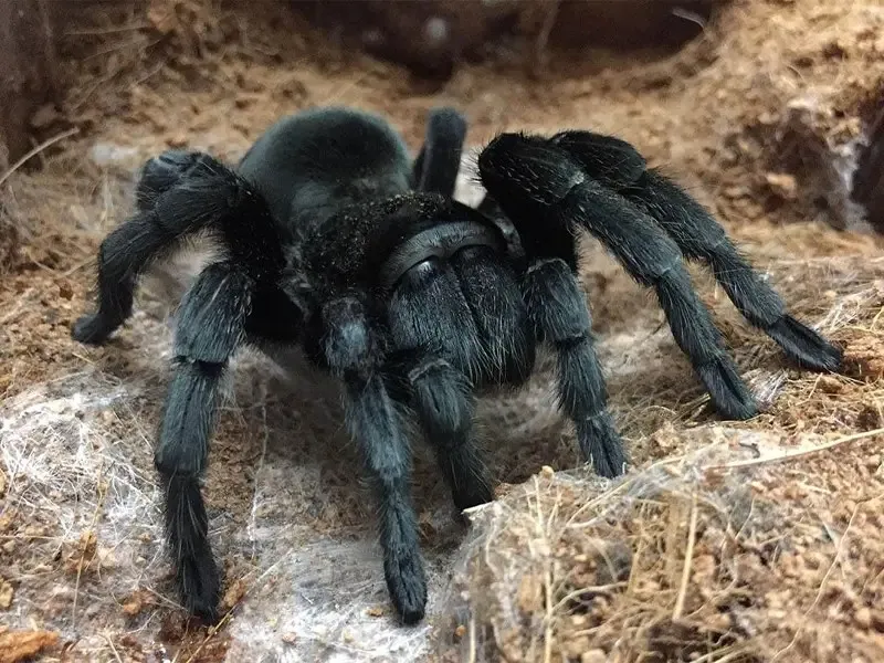 21025 tarantula enclosure uk