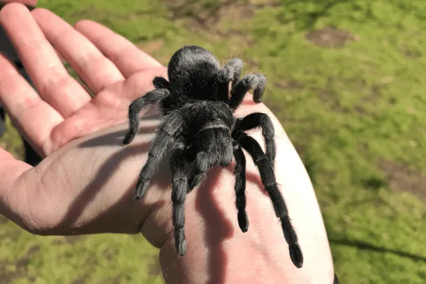 21025 tarantula feeding uk