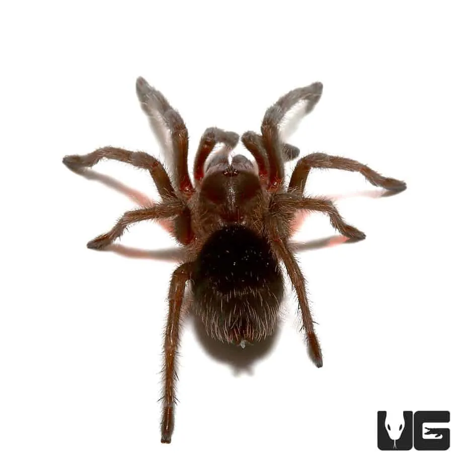 21025 tarantula handling uk