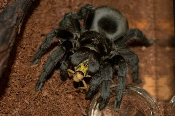 21025 tarantula molting uk