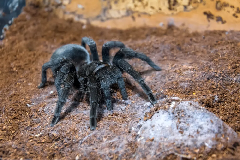 21025 tarantula substrate uk