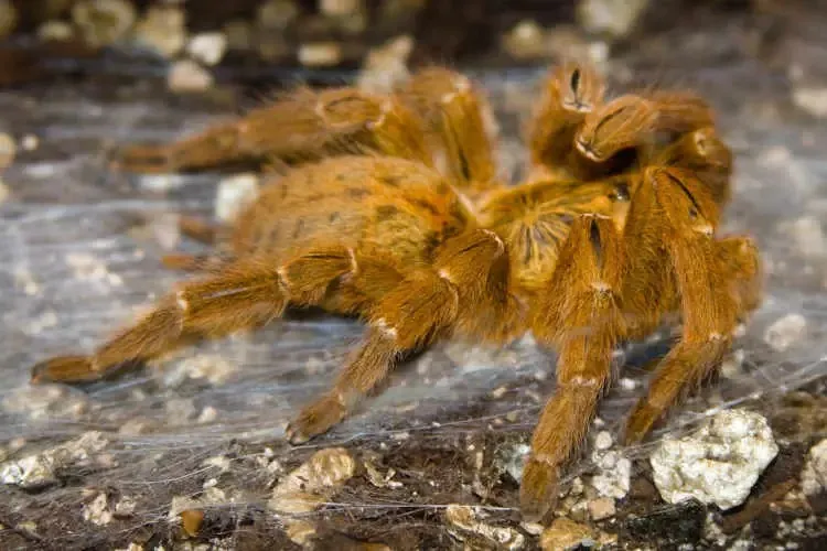21027 first aid for spider bites