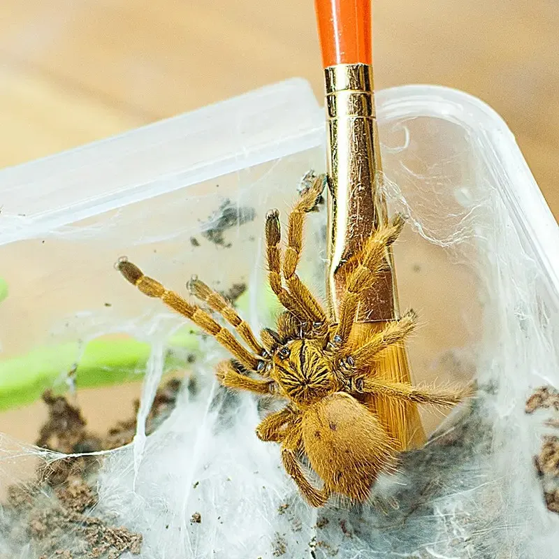 21027 orange baboon tarantula habitat