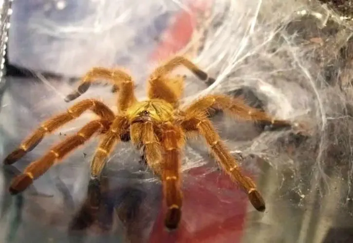 21027 orange baboon tarantula venom
