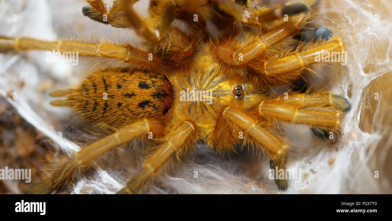 21027 safe handling of tarantulas