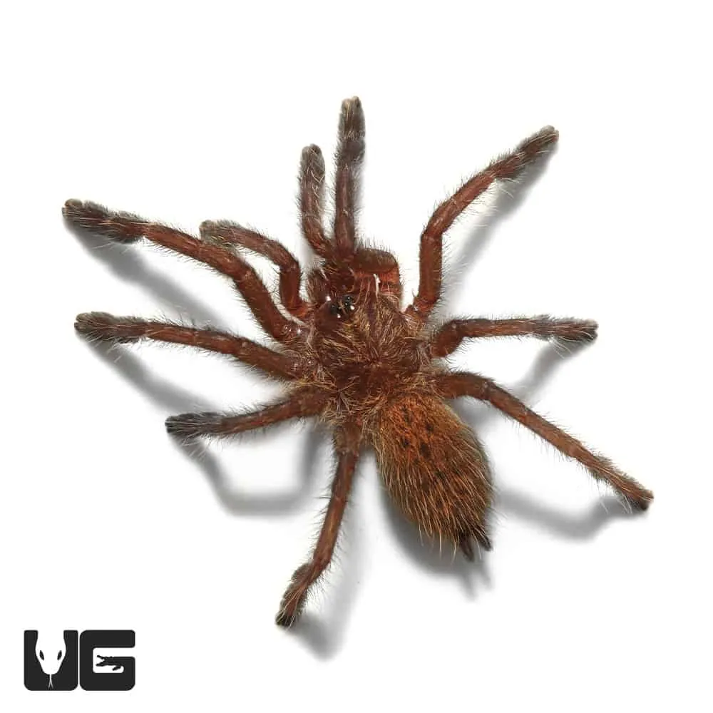 /img/21027-tarantula-enclosure.webp