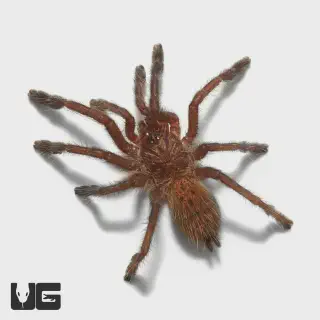 /img/21027-tarantula-enclosure.webp