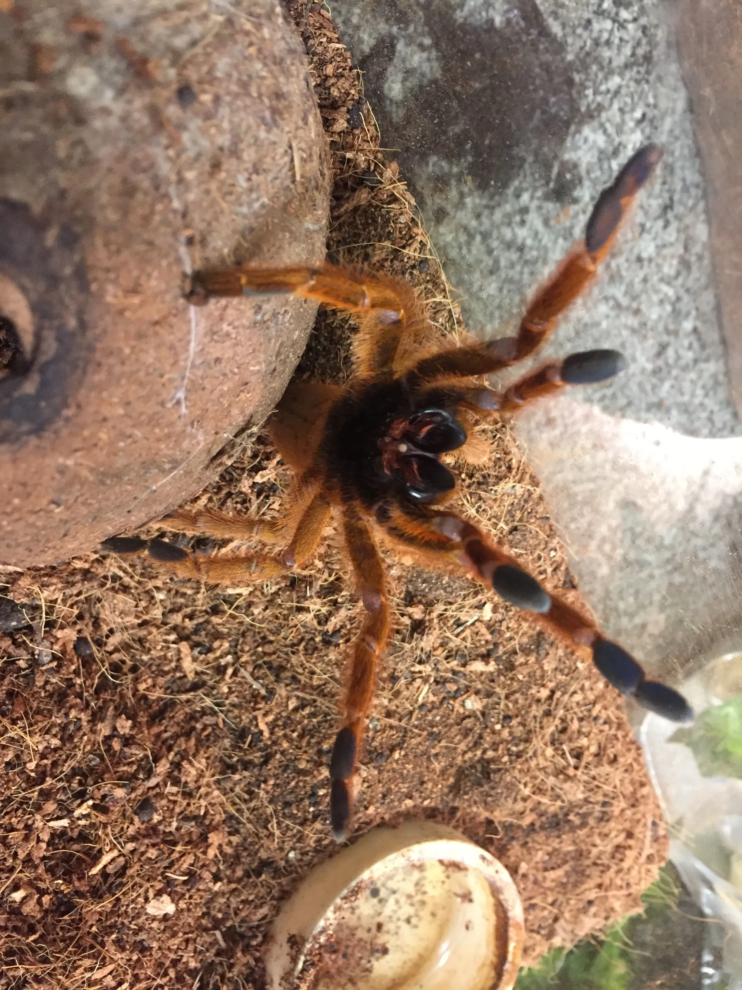 21027 treating spider bites